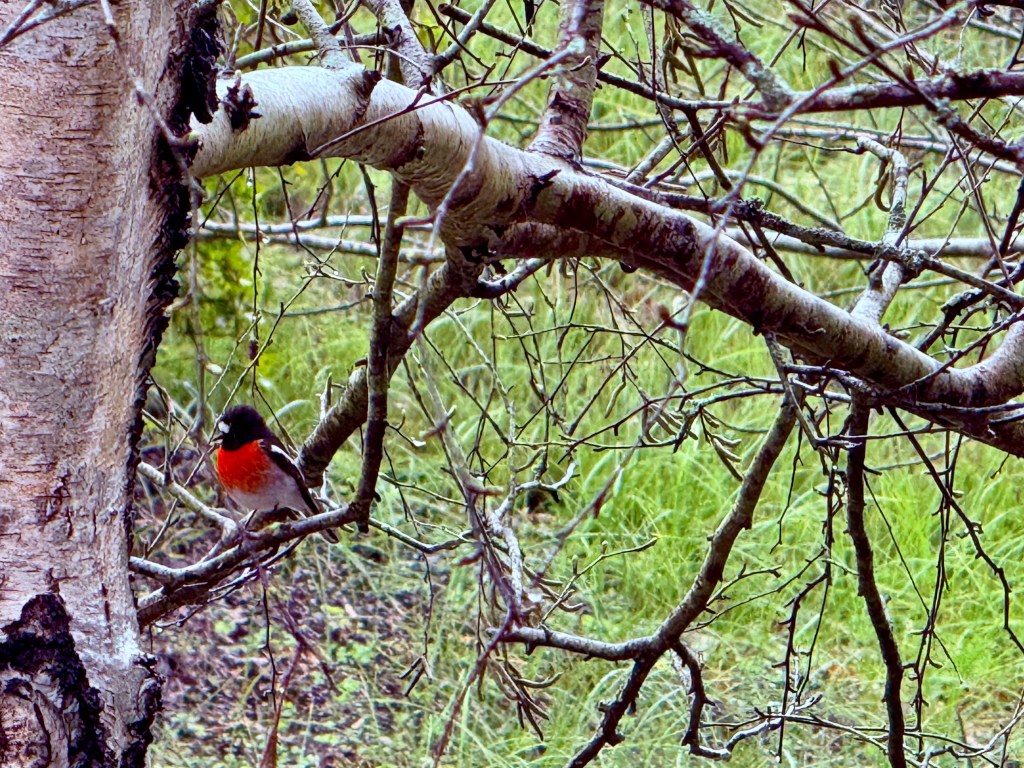 Why the Social Media Ban Might Be the Best Thing for Our Kids (And How to Make the Most of&nbsp;It!)